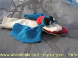 בובה מגרביים ישנות